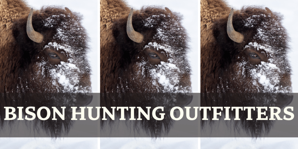 Bison Winter Bison hunting Outfitters