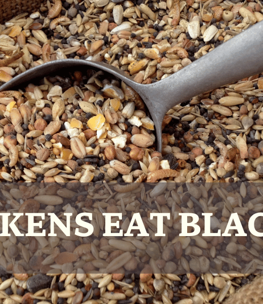 Can chickens eat black olives - Chicken Feed