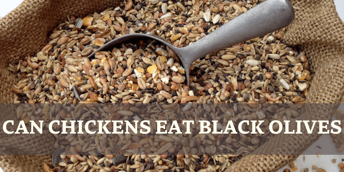 Can chickens eat black olives - Chicken Feed