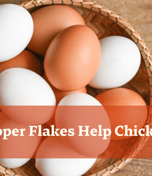 Does Red Pepper Flakes Help Chickens Lay Eggs