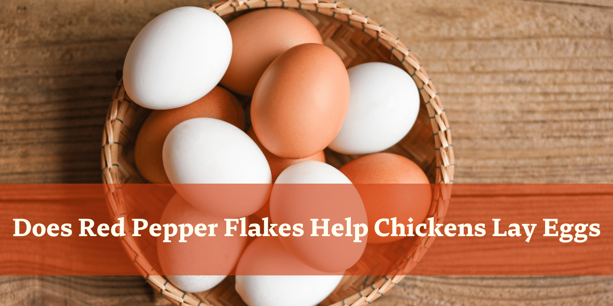 Does Red Pepper Flakes Help Chickens Lay Eggs