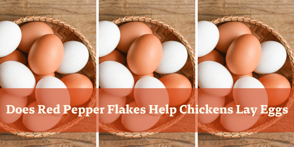 Does Red Pepper Flakes Help Chickens Lay Eggs