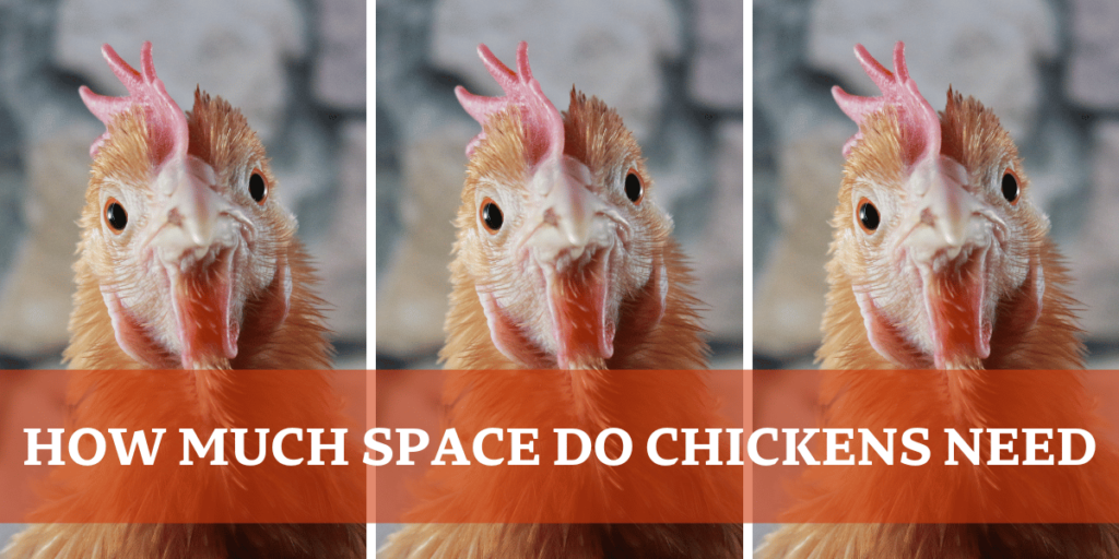 Chicken Collage - How Much Space Do Chickens Need