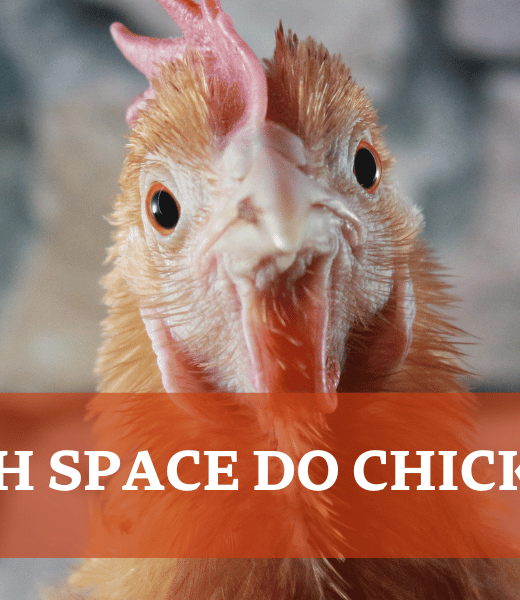 Chicken - How Much Space do Chickens Need