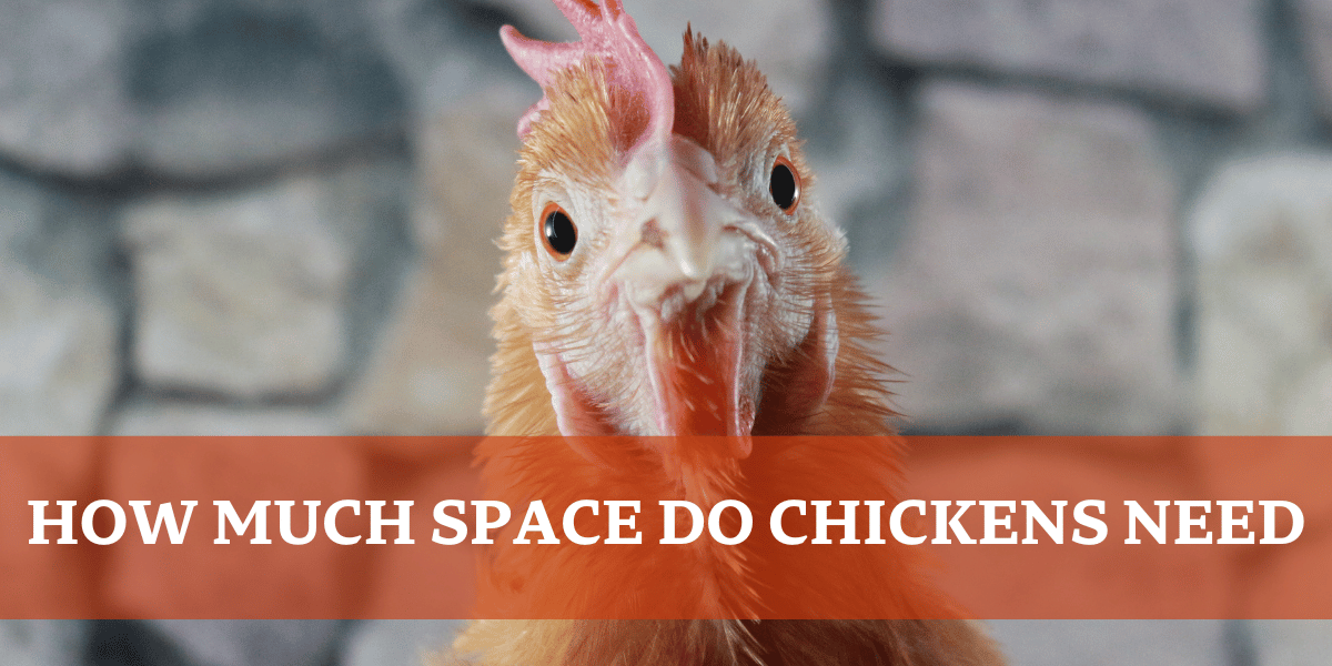 Chicken - How Much Space do Chickens Need