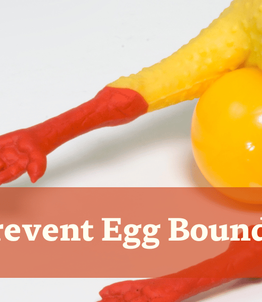 Egg Bound Chicken