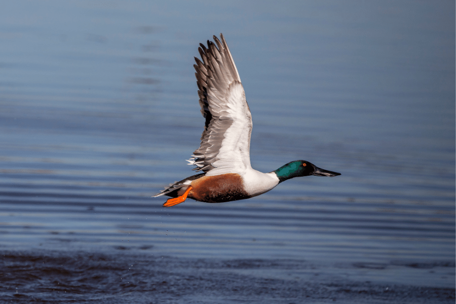 Flying Northern Shoveler