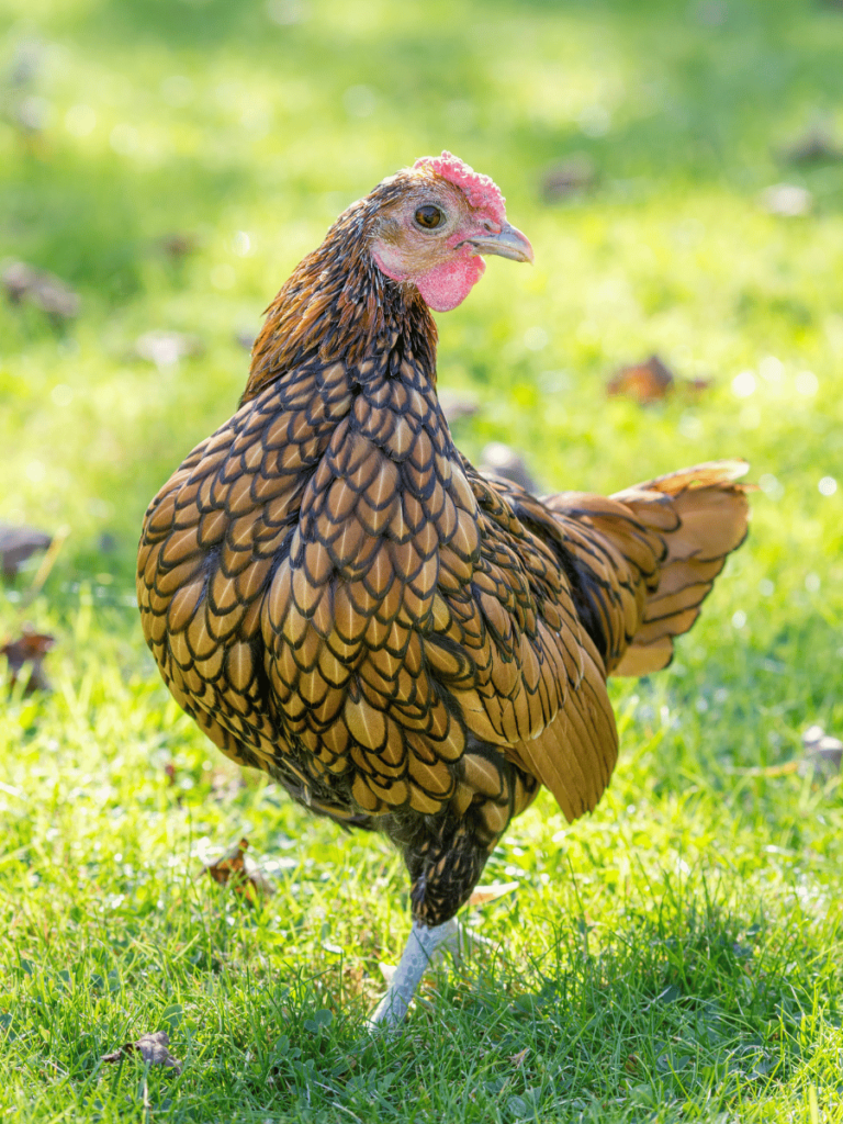 Sebright Bantam Chicken