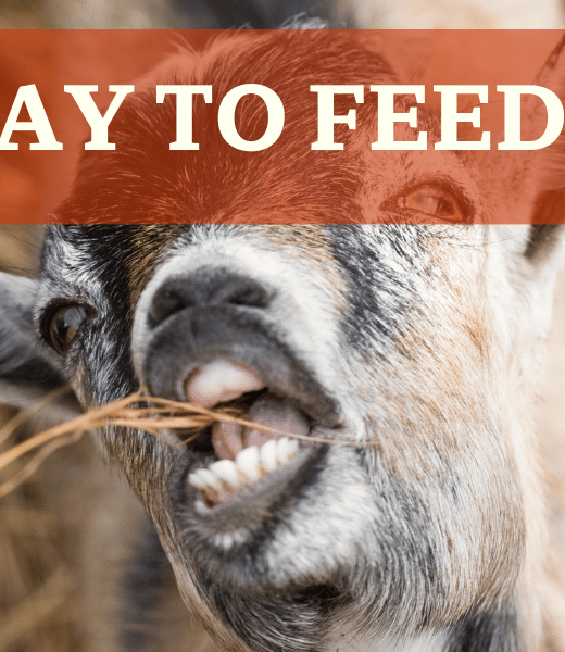 Goat Eating Hay