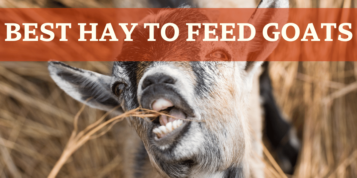 Goat Eating Hay