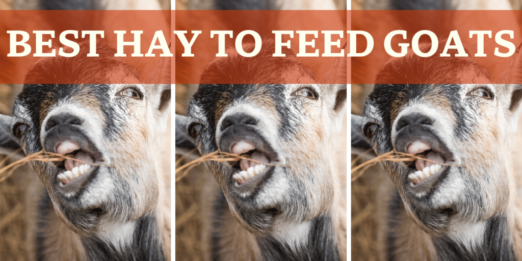 Goat Eating Hay - Best Hay To Feed Goats