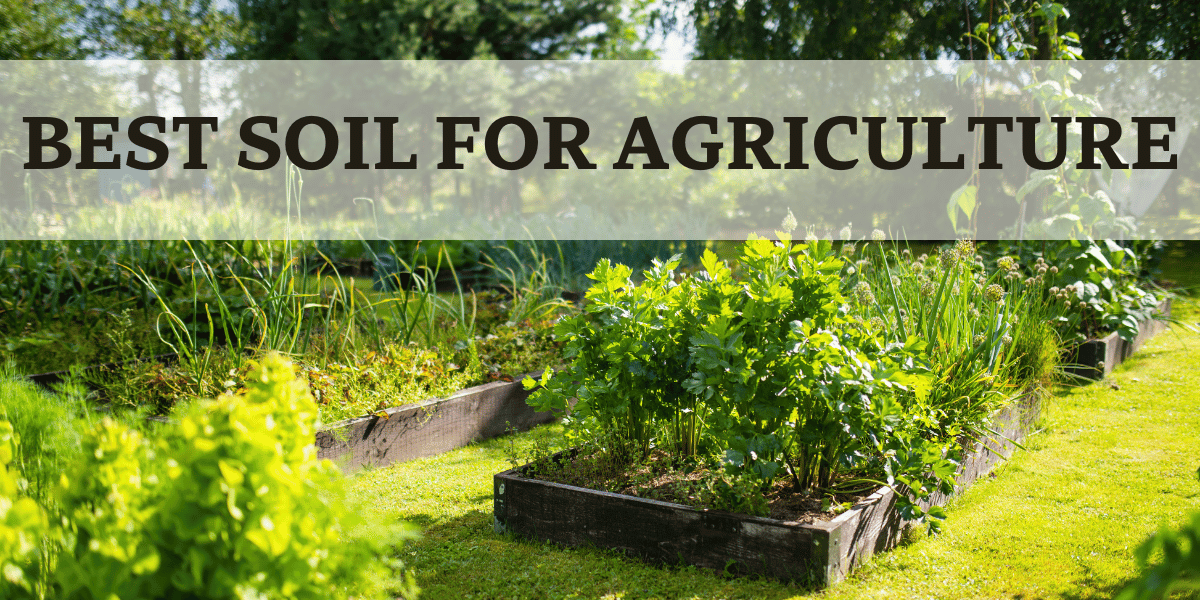 Raised Vegetable Garden