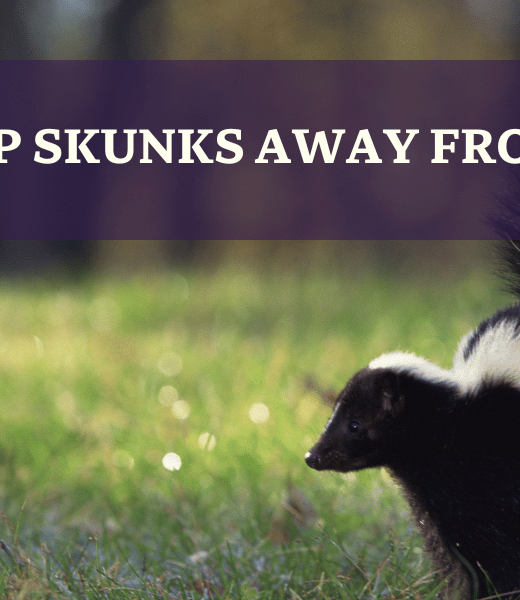 Skunk on grass