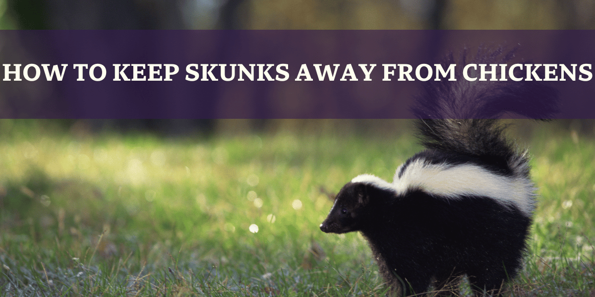 Skunk on grass