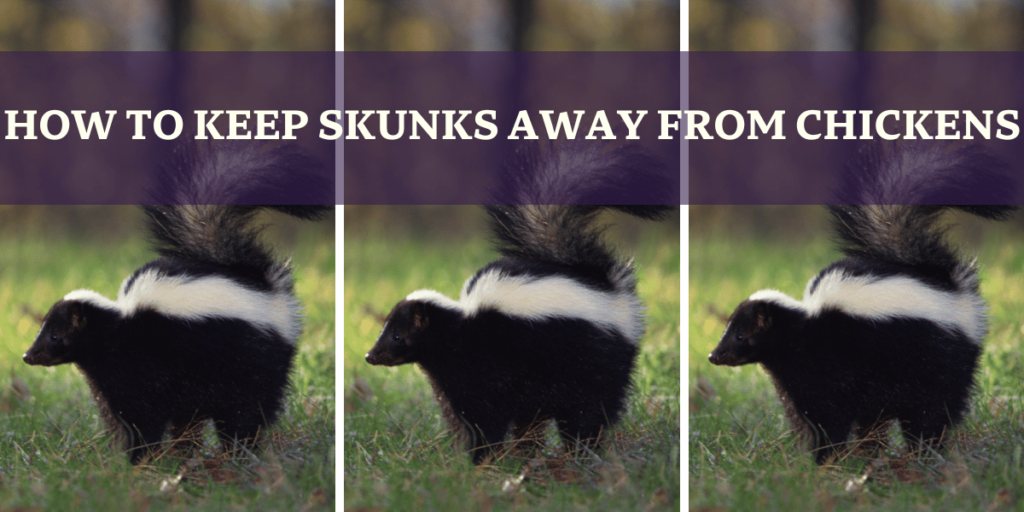 How To Keep Skunks Away From Chickens