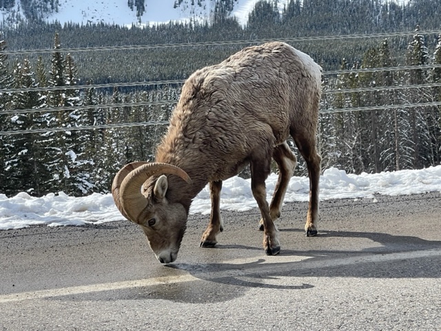 Rocky Mountain Sheep