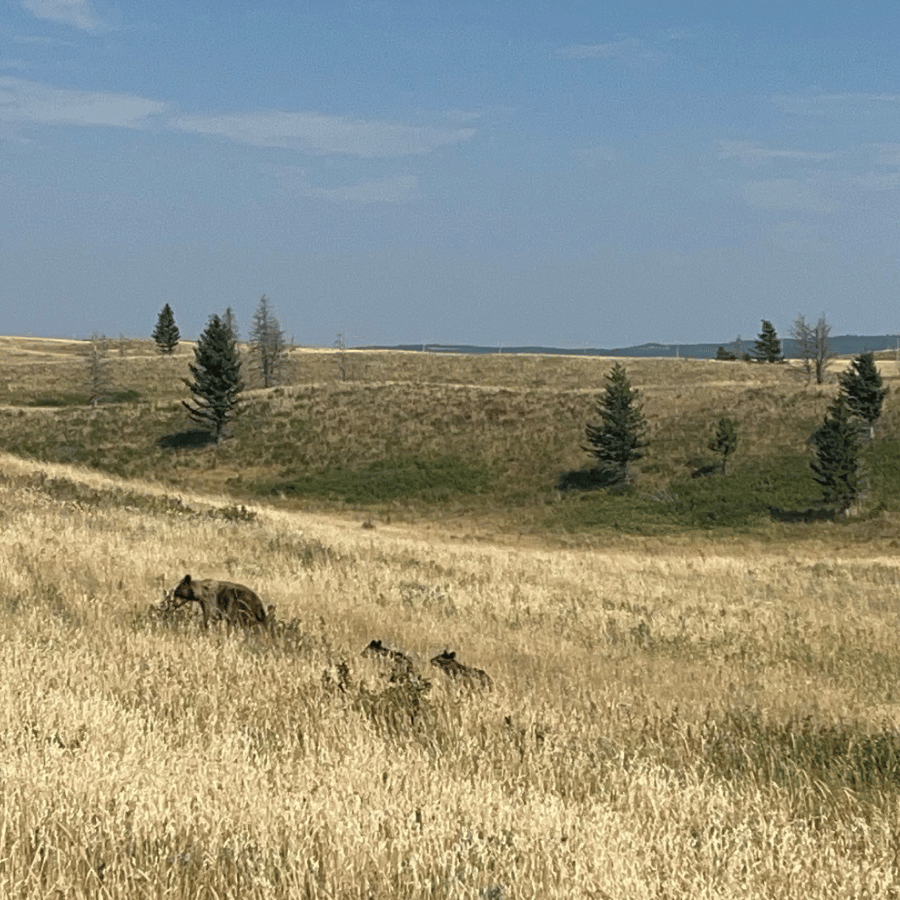 Black Bear's in Waterton National Park