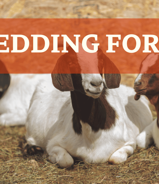 Goats Laying On Hay - Best Bedding for Goats