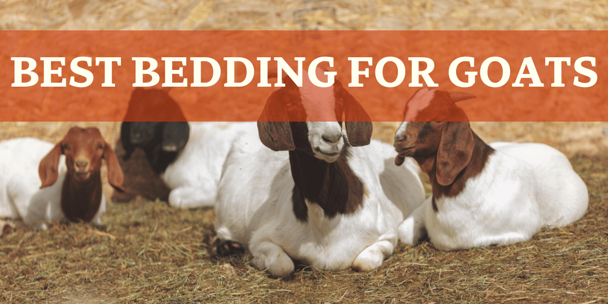 Goats Laying On Hay - Best Bedding for Goats