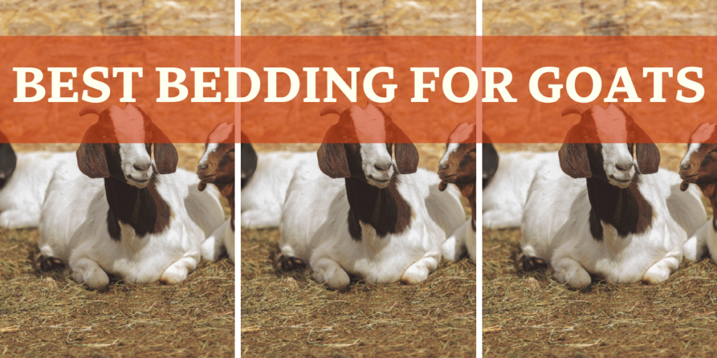 Best Bedding For Goats