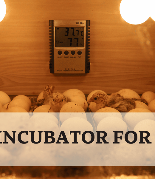 BEST EGG INCUBATOR FOR CHICKENS