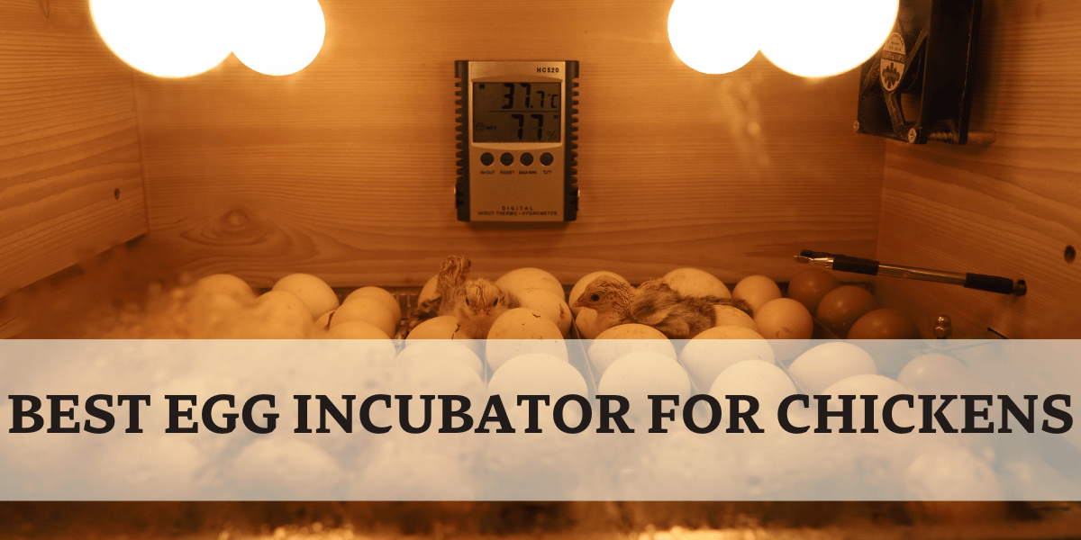 BEST EGG INCUBATOR FOR CHICKENS