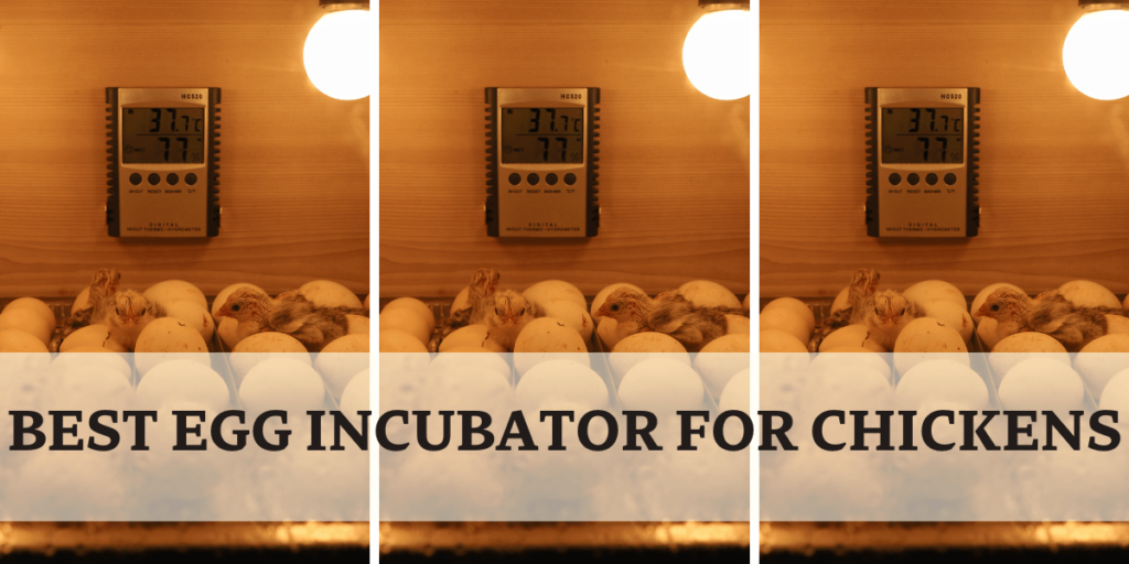 BEST EGG INCUBATOR FOR CHICKENS