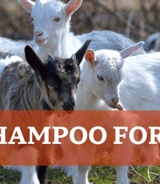 Baby Goats - Best shampoo for goats