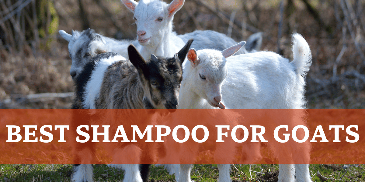 Baby Goats - Best shampoo for goats