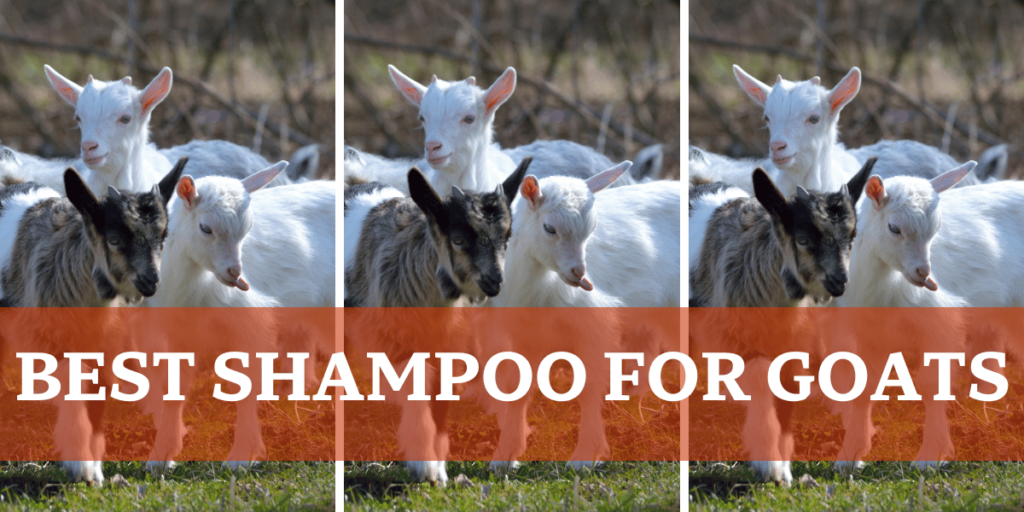 Best Shampoo For Goats