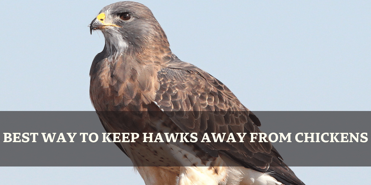 Hawk