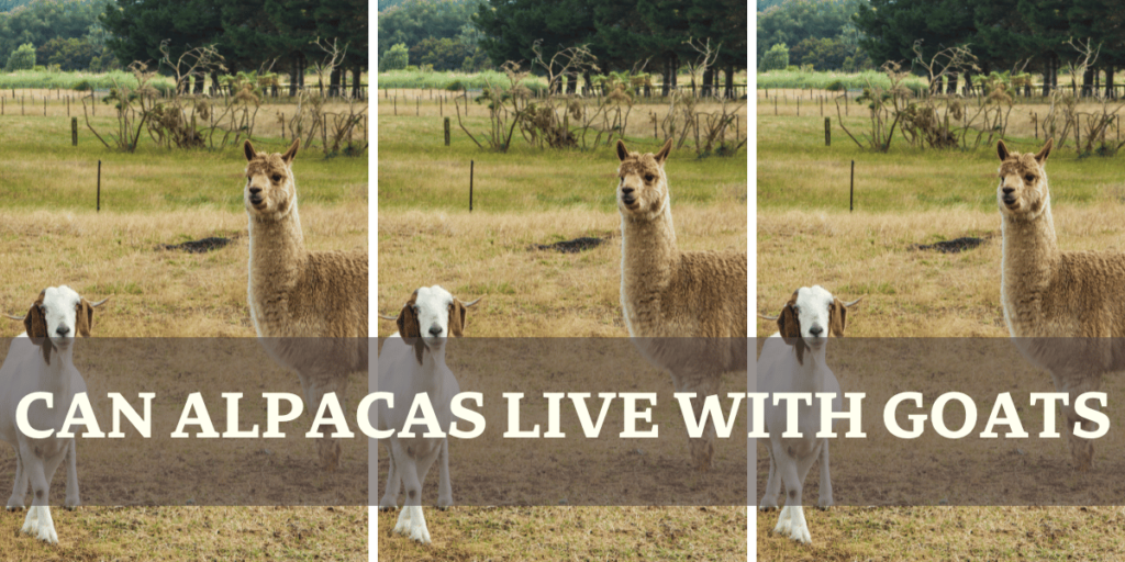 Can Alpacas Live With Goats