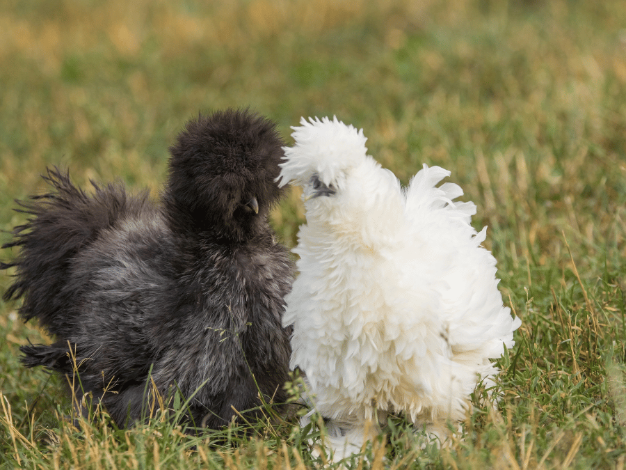 Silkie Chickens - When do silkie chickens start laying eggs