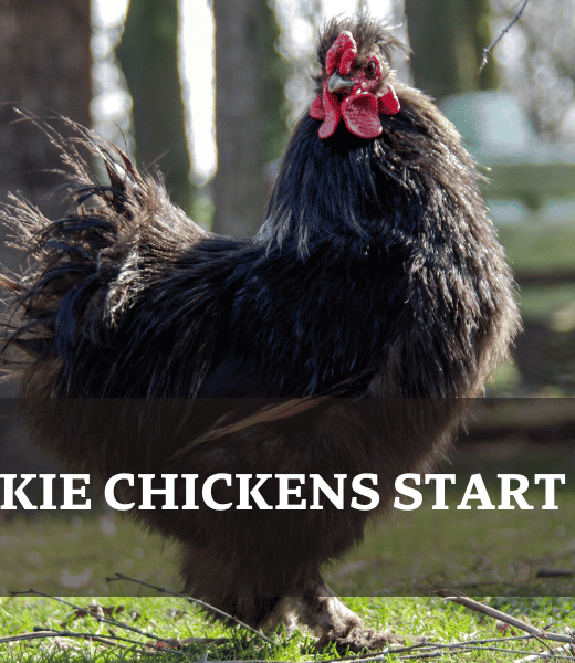 Black Silkie Chicken