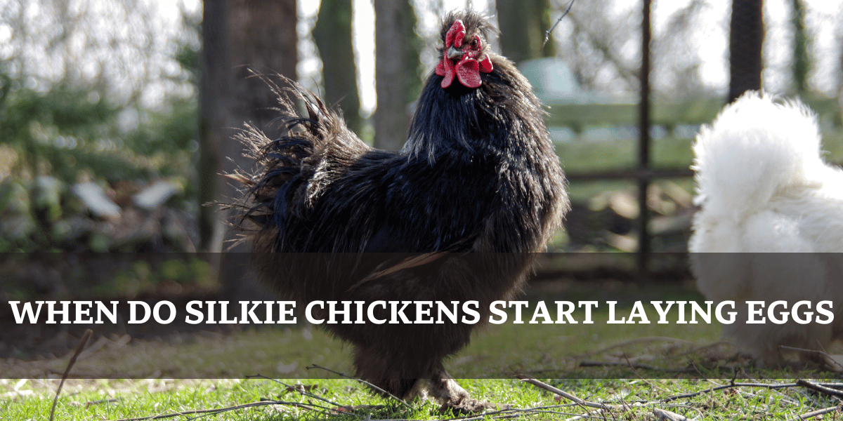 Black Silkie Chicken