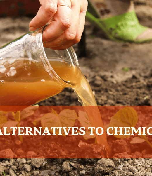 Eco-Friendly Alternatives To Chemical Fertilizers