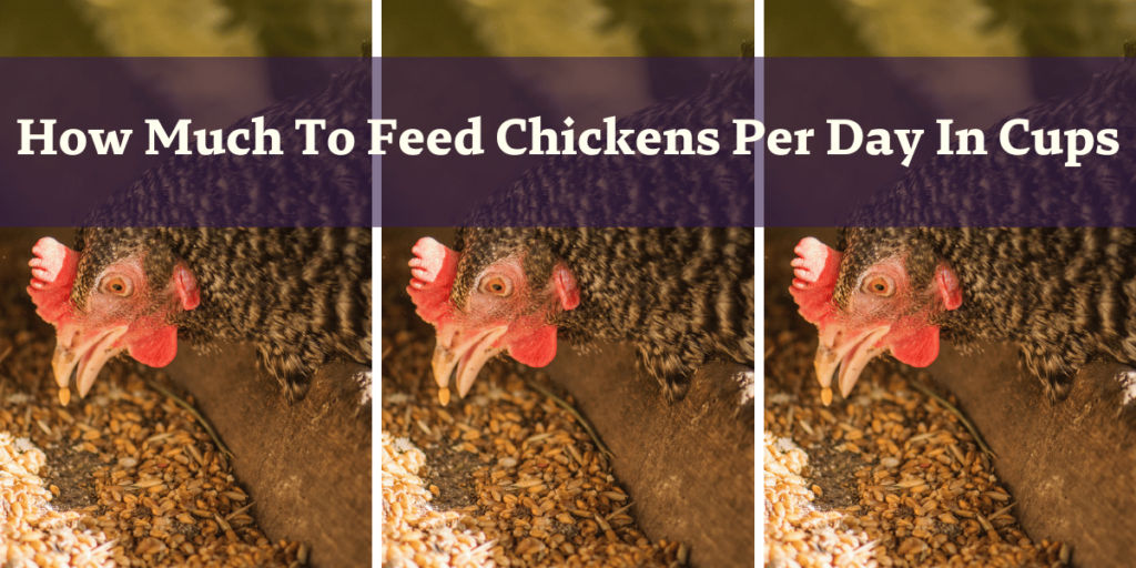 How Much To Feed Chickens Per Day In Cups