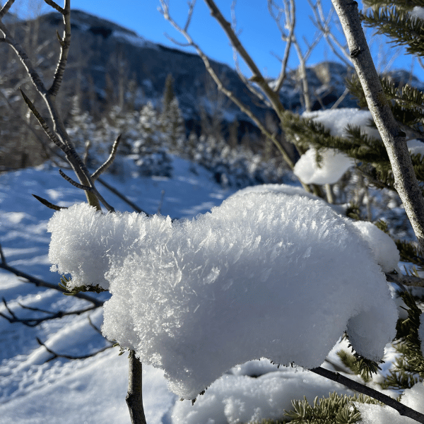 Snow covered trees with mountain background