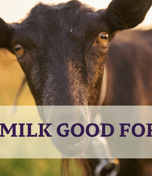 Black Goat - Is Goats Milk Good For Eczema