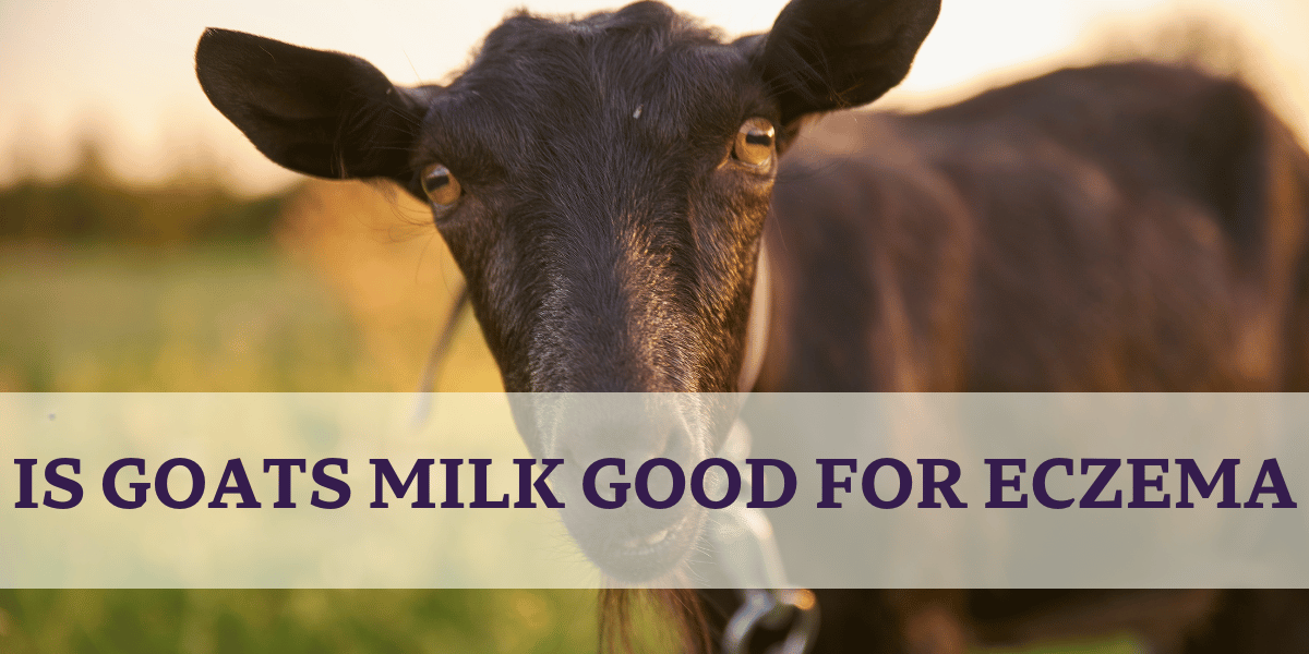 Black Goat - Is Goats Milk Good For Eczema