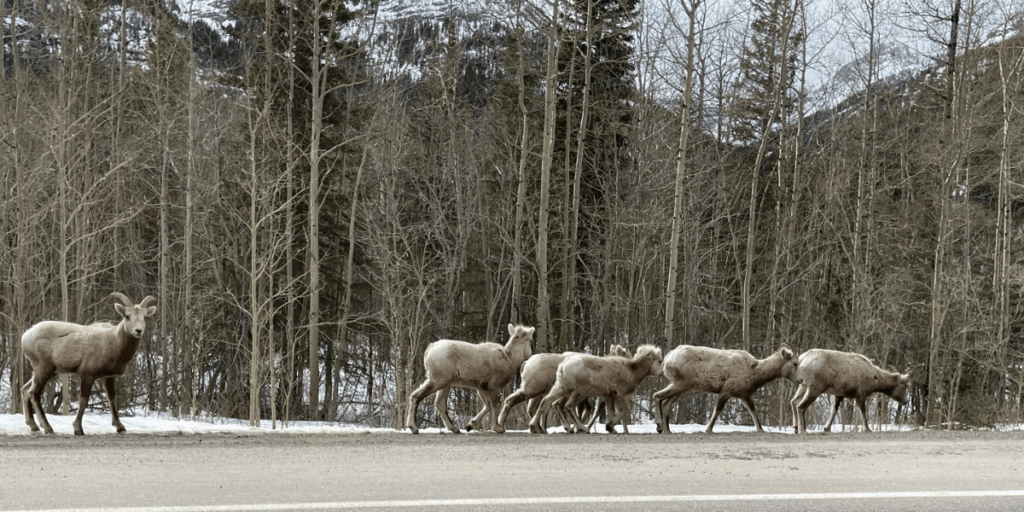 Rocky Mountain Sheep in Kananaskis Alberta