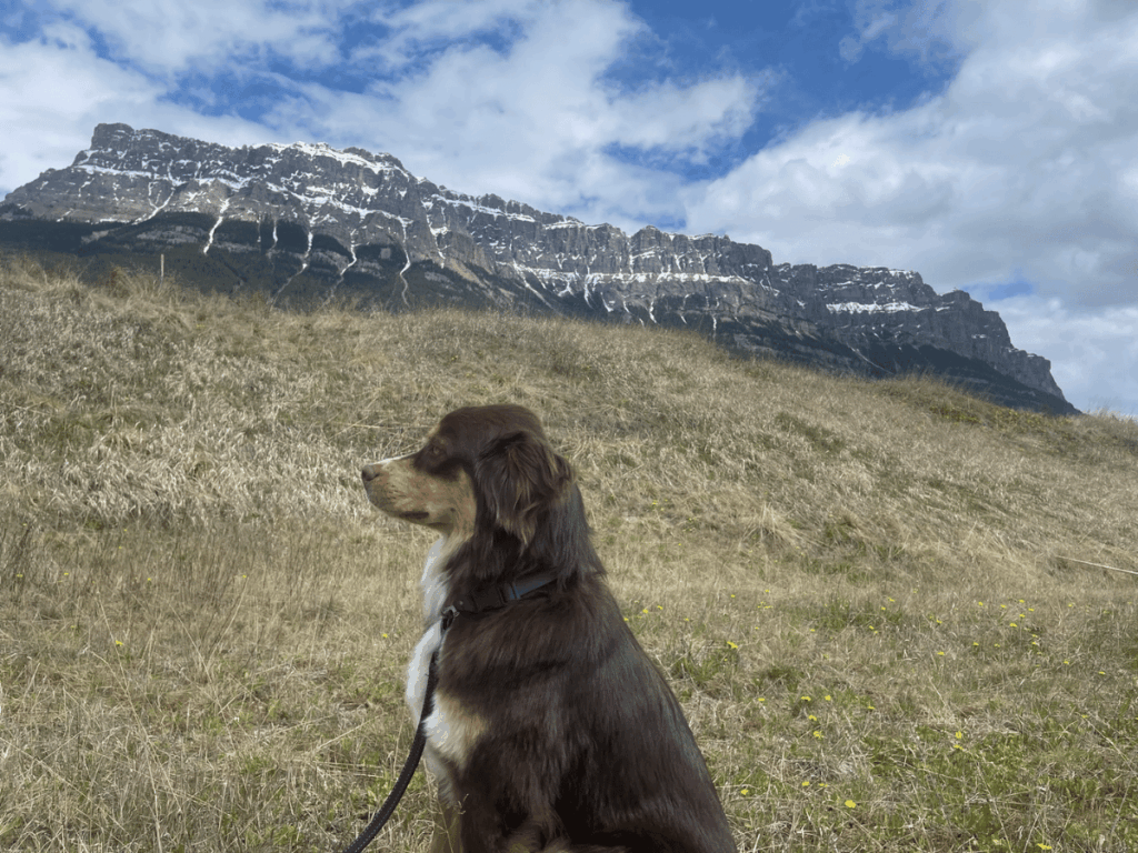 Australian Shepard in front of grassy hill and mountain with blue skies