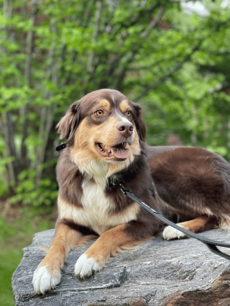 Australian Shepard sitting on a rock at Lamplighter Campground in Revelstoke