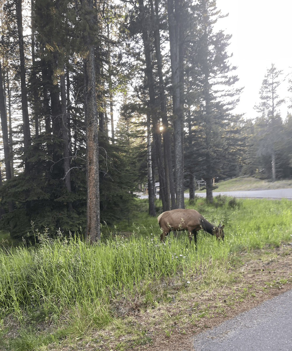 Elk grazing in tall grass beside a campground road at Tunnel Mountain Campground in Banff National Park, surrounded by pine trees.