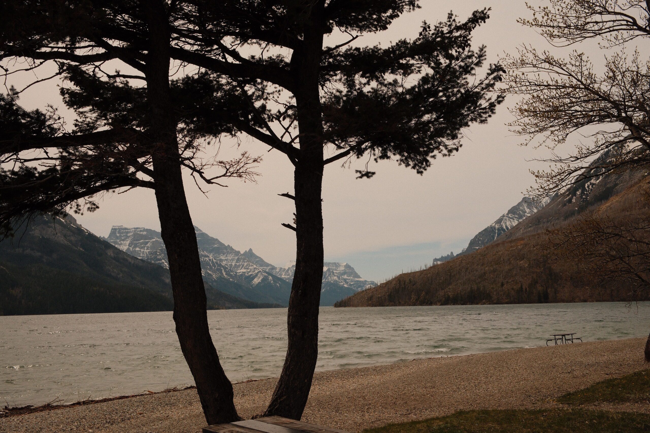 Upper Waterton Lake viewed through lakeside pine trees, showcasing the stunning mountain scenery and shoreline of Waterton Lakes National Park.