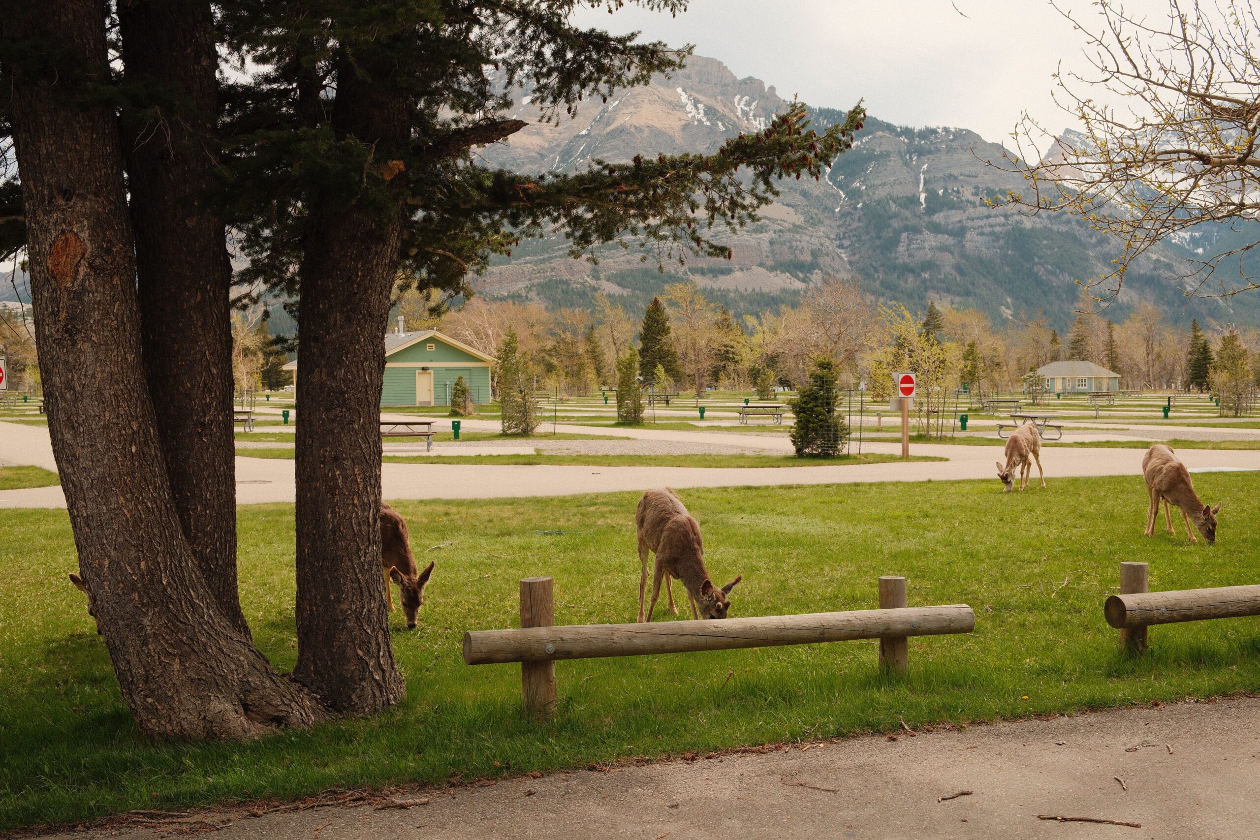 Deer grazing throughout Waterton Campground with scenic mountain views, showcasing the wildlife and RV camping experience in Waterton Lakes National Park.