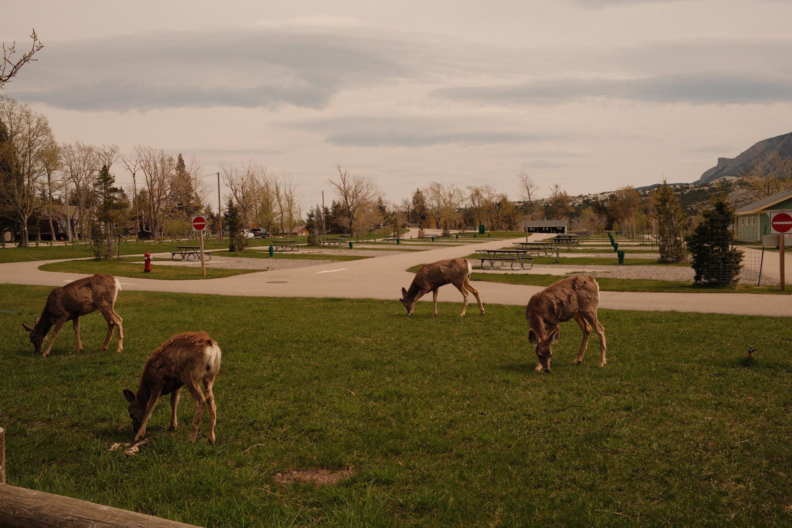 Deer grazing among campsites at Waterton Townsite Campground, highlighting the close wildlife encounters and RV camping experience in Waterton Lakes National Park.