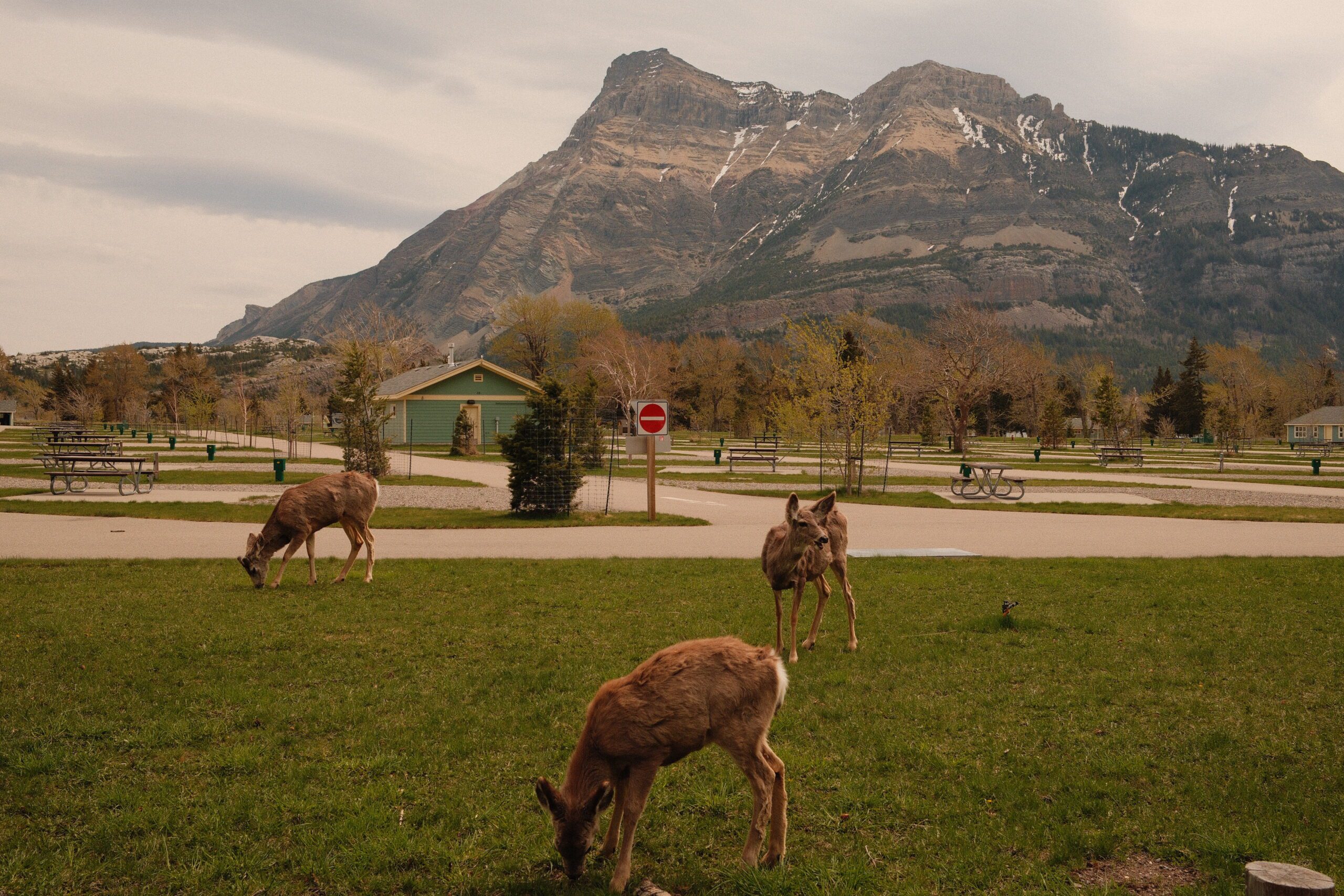 Deer grazing among campsites at Waterton Townsite Campground with stunning mountain scenery, highlighting the wildlife and RV camping experience in Waterton Lakes National Park.