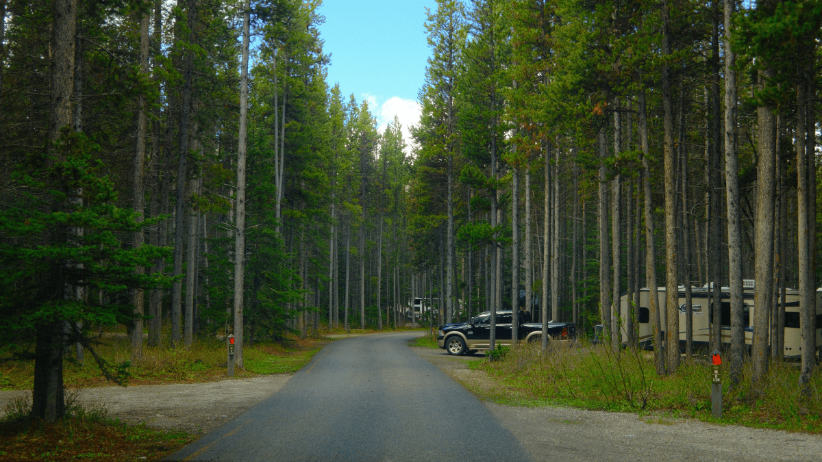 Quiet campground road winding through Elkwood Campground with travel trailers and trucks parked beneath mature pine trees in Kananaskis Country.
