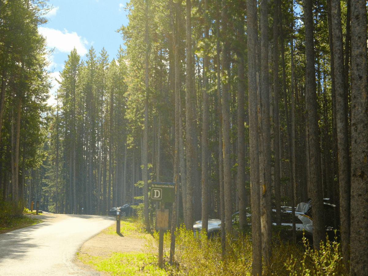 Elkwood Loop D in Peter Lougheed Provincial Park with campers set up in the forested sites